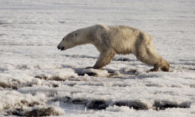 Gấu trắng Bắc Cực đi lạc 700km kiếm thức ăn - hình ảnh thương tâm của tình trạng biến đổi khí hậu - Ảnh 1.