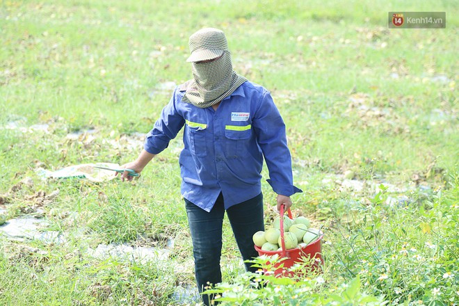 Nông dân xứ Nghệ khóc ròng nhìn hàng tấn dưa lê chết héo lăn lóc giữa đồng: Bán không được, phá không xong - Ảnh 7.