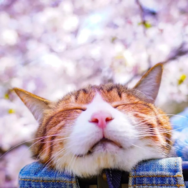 Dân mạng phát hờn với 2 boss mèo được vác đi khắp Nhật Bản: Cảnh đẹp như mơ mà chỉ lo ngáp với ngủ - Ảnh 8.