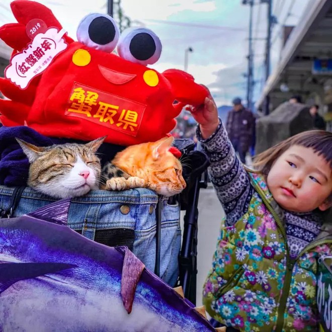 Dân mạng phát hờn với 2 boss mèo được vác đi khắp Nhật Bản: Cảnh đẹp như mơ mà chỉ lo ngáp với ngủ - Ảnh 3.