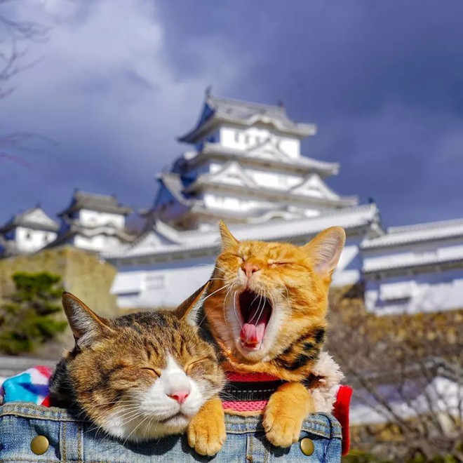 Dân mạng phát hờn với 2 boss mèo được vác đi khắp Nhật Bản: Cảnh đẹp như mơ mà chỉ lo ngáp với ngủ - Ảnh 6.