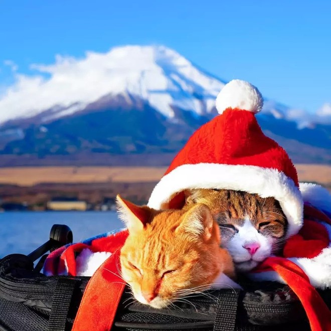 Dân mạng phát hờn với 2 boss mèo được vác đi khắp Nhật Bản: Cảnh đẹp như mơ mà chỉ lo ngáp với ngủ - Ảnh 1.