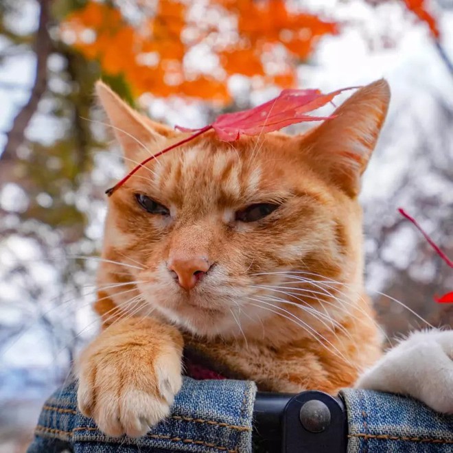Dân mạng phát hờn với 2 boss mèo được vác đi khắp Nhật Bản: Cảnh đẹp như mơ mà chỉ lo ngáp với ngủ - Ảnh 5.