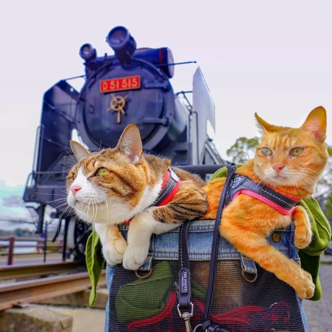 Dân mạng phát hờn với 2 boss mèo được vác đi khắp Nhật Bản: Cảnh đẹp như mơ mà chỉ lo ngáp với ngủ - Ảnh 7.