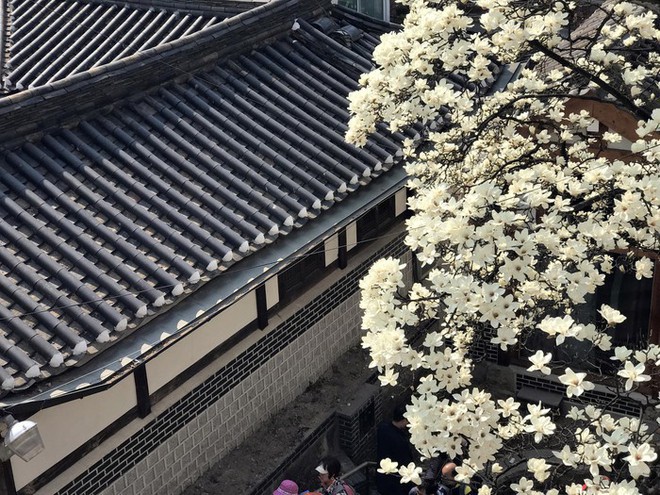 Không phải hoa anh đào, mộc lan mới chính là loài hoa đang vào độ bung nở đẹp nhất tại Seoul - Ảnh 12.