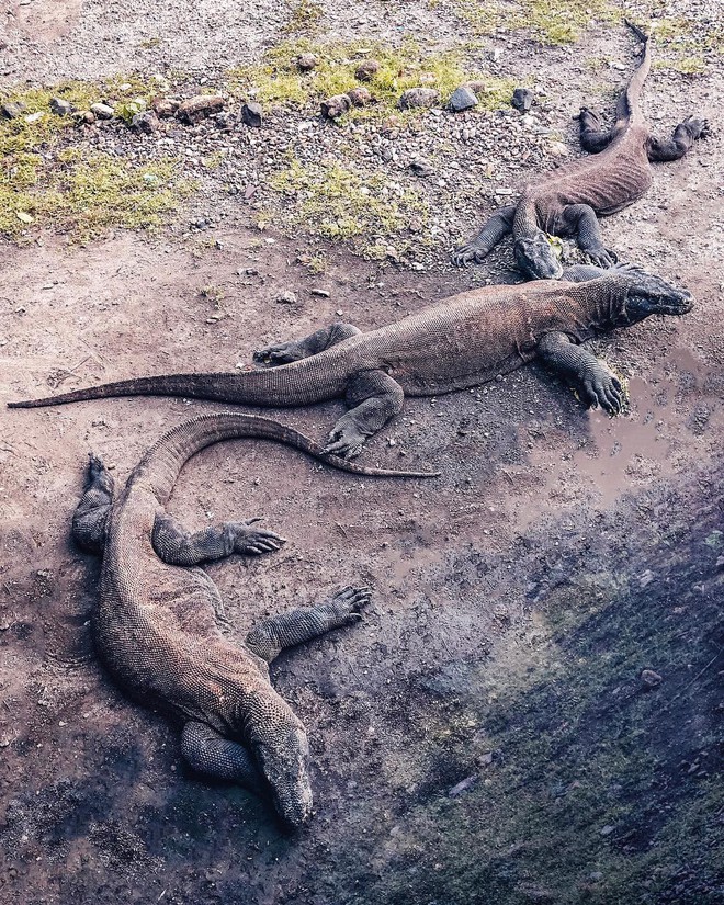 Đảo rồng Komodo tại Indonesia sẽ đóng cửa vào năm 2020, đi ngay trước khi quá muộn nào! - Ảnh 4. Đảo rồng Komodo tại Indonesia sẽ đóng cửa vào năm 2020, đi ngay trước khi quá muộn nào! - Ảnh 4.