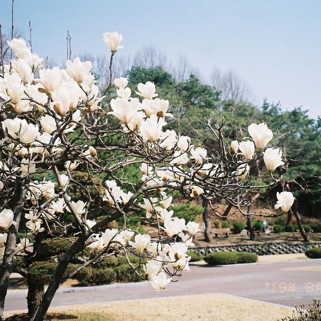 Không phải hoa anh đào, mộc lan mới chính là loài hoa đang vào độ bung nở đẹp nhất tại Seoul - Ảnh 1.
