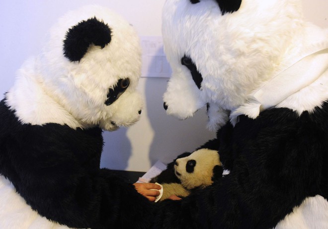 Nghề nghiệp đáng yêu nhất thế giới: Đóng giả làm gấu trúc để chơi đùa, chăm sóc gấu con - Ảnh 7.