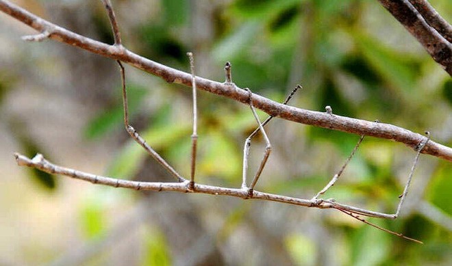 Loạt ảnh động vật 'gây lú' mà bạn phải nhìn đi nhìn lại mới biết nó rốt cuộc là con gì 11887660-20091216010258-1554803748-728-c94a6d91c8-1555586114-15558199919841656032687