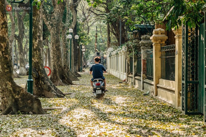 Mùa lá sấu tung bay, người dân kéo tới chụp ảnh ở con đường lãng mạn nhất Thủ đô dù nắng nóng 40 độ C - Ảnh 2.