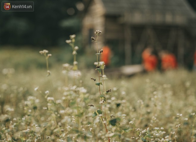 Chẳng cần l&#234;n tận H&#224; Giang v&#236; H&#224; Nội cũng đang c&#243; c&#225;nh đồng tam gi&#225;c mạch ng&#250;t ng&#224;n, nh&#236;n th&#244;i cũng đủ m&#225;t cả l&#242;ng - Ảnh 10.