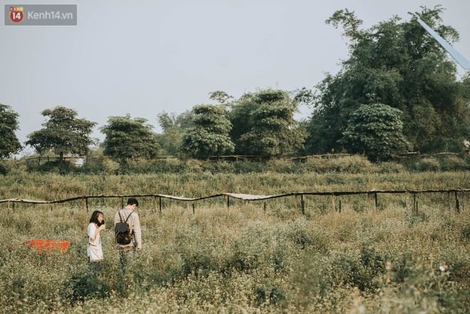 Chẳng cần lên tận Hà Giang vì Hà Nội cũng đang có cánh đồng tam giác mạch ngút ngàn, nhìn thôi cũng đủ mát cả lòng - Ảnh 3.