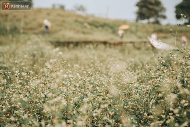 Chẳng cần lên tận Hà Giang vì Hà Nội cũng đang có cánh đồng tam giác mạch ngút ngàn, nhìn thôi cũng đủ mát cả lòng - Ảnh 6.