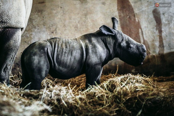 Cận cảnh 2 bé tê giác trắng quý hiếm vừa được sinh ra ở Việt Nam trong thập kỷ qua - Ảnh 9.