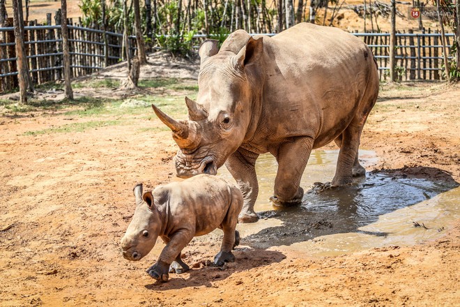 Cận cảnh 2 bé tê giác trắng quý hiếm vừa được sinh ra ở Việt Nam trong thập kỷ qua - Ảnh 3.
