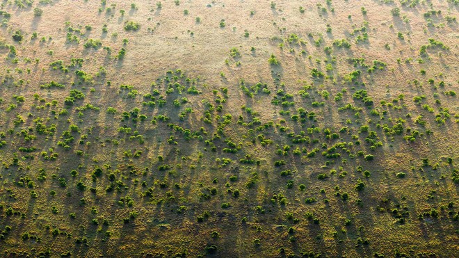 Điều chưa từng có ở châu Phi: Bức tường xanh khổng lồ dài hơn 8.000km trải dài qua 20 nước  - Ảnh 1.