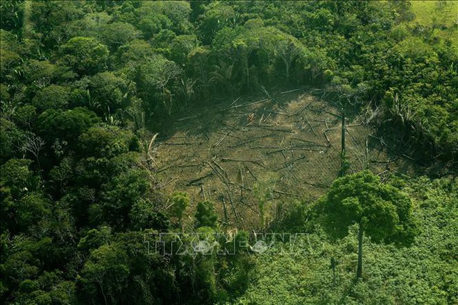 Diện tích rừng bị chặt phá tại Brazil lớn nhất thế giới - Ảnh 1.