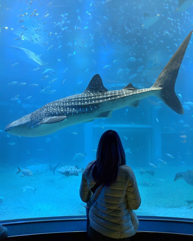 Loá mắt với Công viên hải dương Osaka - Nhật Bản: Một trong những nơi check-in ảo diệu nhất dành cho giới trẻ châu Á - Ảnh 14.