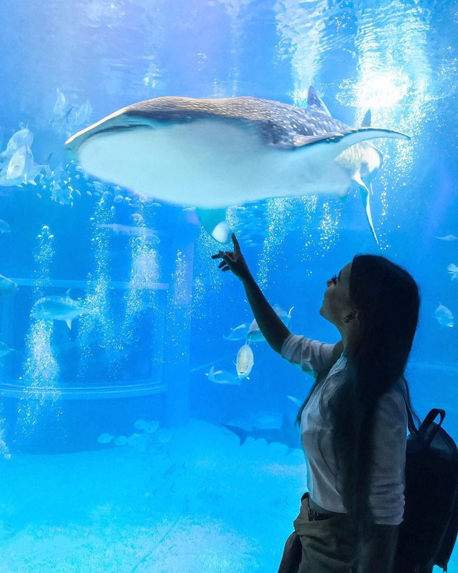 Loá mắt với Công viên hải dương Osaka - Nhật Bản: Một trong những nơi check-in ảo diệu nhất dành cho giới trẻ châu Á - Ảnh 17.