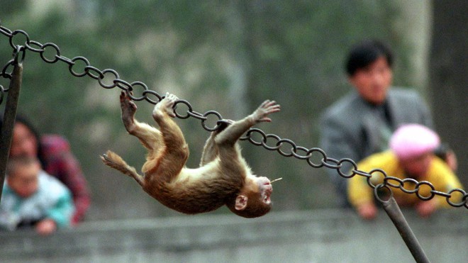 Khoa học tạo ra những con khỉ với não bộ phát triển như người: kịch bản Hành tinh khỉ sắp xảy ra? - Ảnh 3.