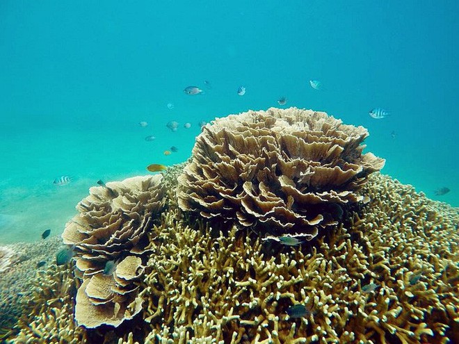 Du khách ra Côn Đảo ngang nhiên bẻ san hô mang về - Ảnh 2.