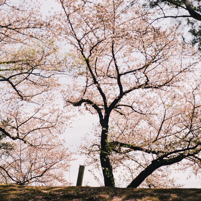 Không hổ danh “nữ thần của các loài hoa”, Tokyo vừa nhuộm hồng với hoa anh đào là thấy Phương Ly đã check-in ngay và luôn! - Ảnh 8.