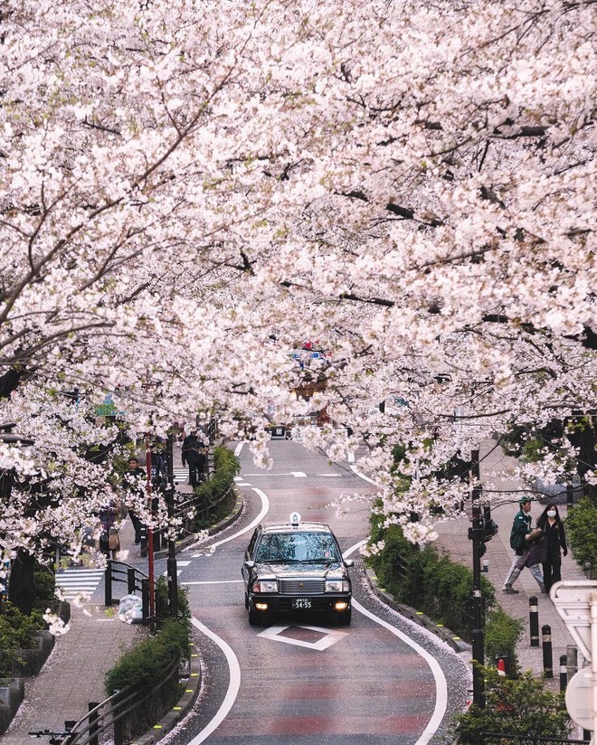 Không hổ danh “nữ thần của các loài hoa”, Tokyo vừa nhuộm hồng với hoa anh đào là thấy Phương Ly đã check-in ngay và luôn! - Ảnh 9.