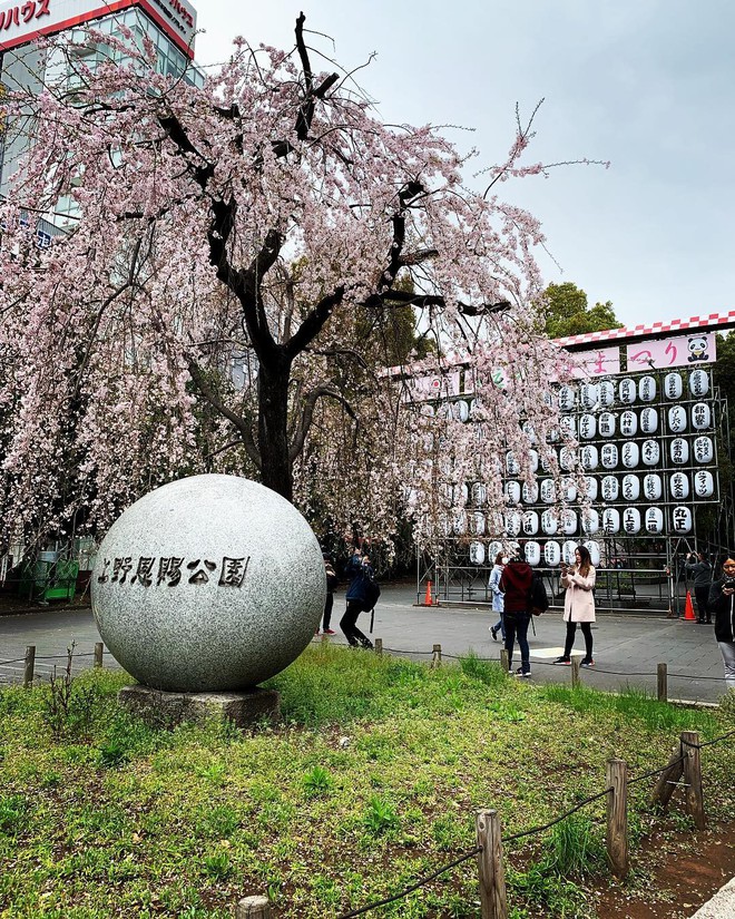 Không hổ danh “nữ thần của các loài hoa”, Tokyo vừa nhuộm hồng với hoa anh đào là thấy Phương Ly đã check-in ngay và luôn! - Ảnh 13.