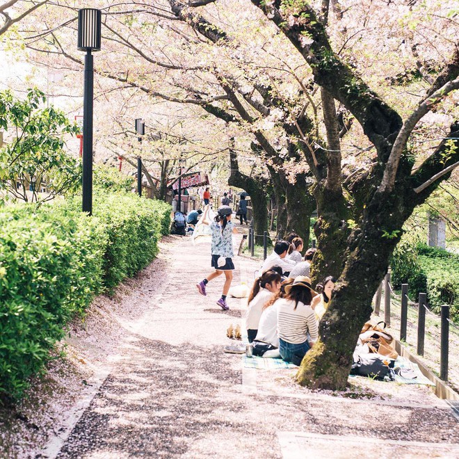 Không hổ danh “nữ thần của các loài hoa”, Tokyo vừa nhuộm hồng với hoa anh đào là thấy Phương Ly đã check-in ngay và luôn! - Ảnh 10.