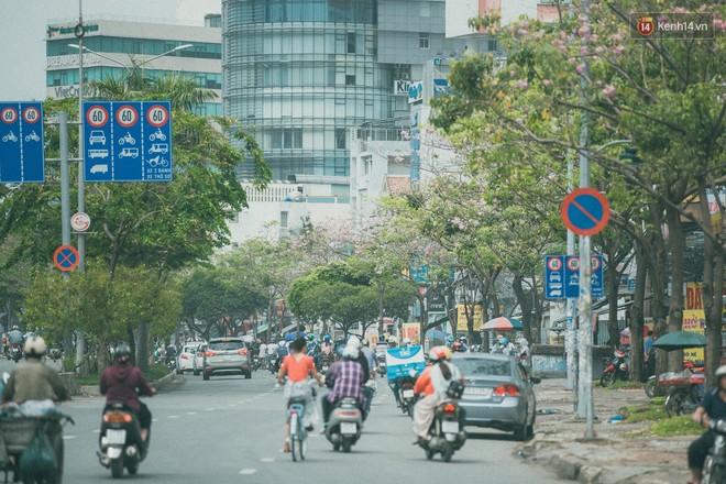 Sài Gòn mùa hoa kèn hồng: dịu dàng và dễ thương đến lạ! - Ảnh 13.