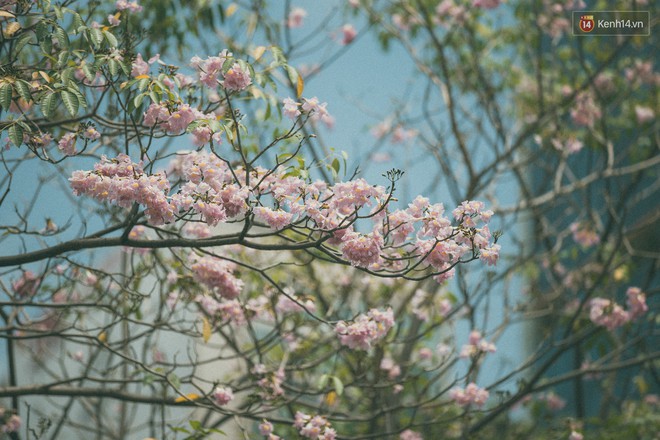 Sài Gòn mùa hoa kèn hồng: dịu dàng và dễ thương đến lạ! - Ảnh 8.