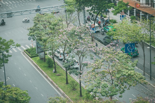 Sài Gòn mùa hoa kèn hồng: dịu dàng và dễ thương đến lạ! - Ảnh 2.