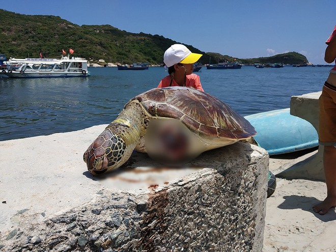 Phát hiện xác cá thể rùa biển bị chặt đứt 2 vây trước tại Vườn quốc gia Núi Chúa - Ảnh 1.
