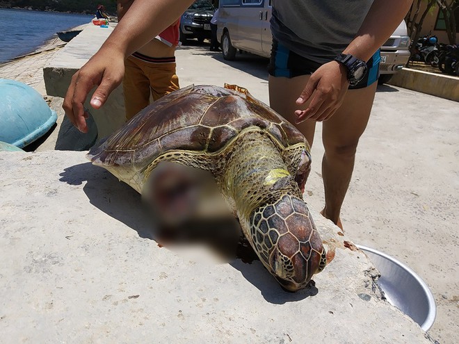 Phát hiện xác cá thể rùa biển bị chặt đứt 2 vây trước tại Vườn quốc gia Núi Chúa - Ảnh 2.