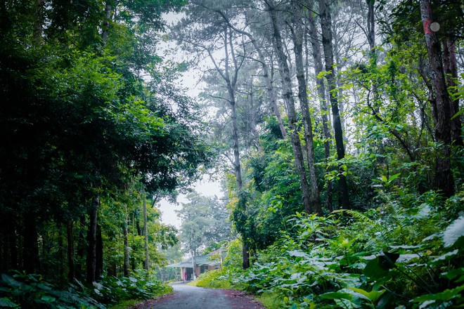 Ngay giữa lòng một trường Đại học ở Hà Nội xuất hiện khu rừng rộng 110ha, mùa nào cũng đẹp như tranh vẽ - Ảnh 2.