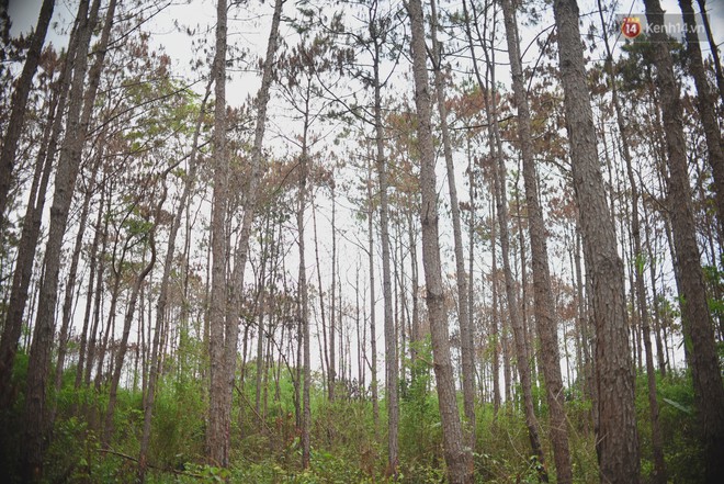 Cận cảnh hàng nghìn cây thông hơn 20 năm tuổi chết đứng vì bị đầu độc ở Lâm Đồng - Ảnh 1.