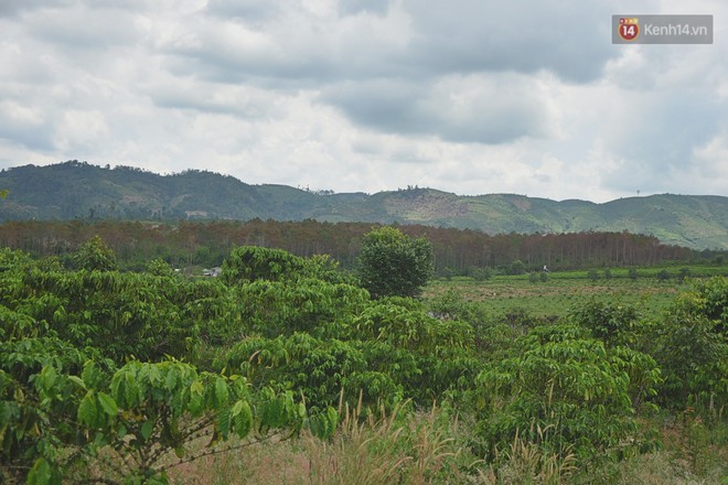 Cận cảnh hàng nghìn cây thông hơn 20 năm tuổi chết đứng vì bị đầu độc ở Lâm Đồng - Ảnh 11.