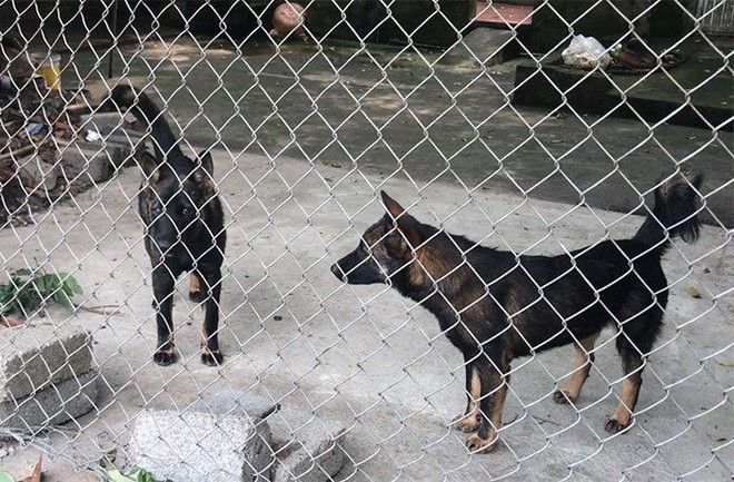 Khởi tố bị can chủ đàn chó cắn bé 7 tuổi tử vong ở Hưng Yên - Ảnh 1.