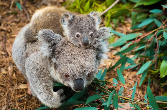 Khoa học tuyên bố gấu koala chính thức tuyệt chủng về chức năng nhưng điều đó có ý nghĩa gì? - Ảnh 3.