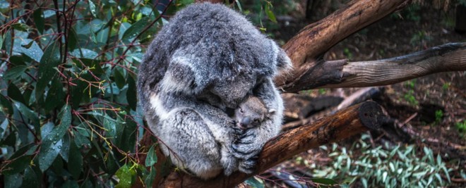 Khoa học tuyên bố gấu koala chính thức tuyệt chủng về chức năng nhưng điều đó có ý nghĩa gì? - Ảnh 1.