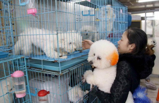 Bùng nổ thị trường dịch vụ thú cưng xa xỉ tại Trung Quốc  - Ảnh 1.