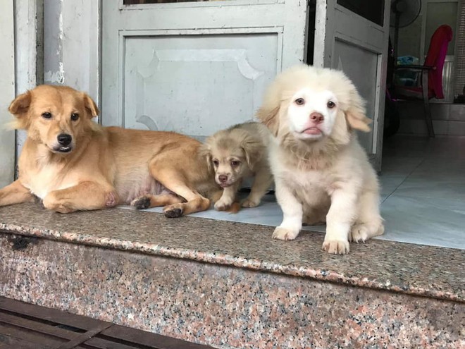Ch&uacute; ch&oacute; v&agrave;ng trong l&agrave;ng giải tr&iacute;: Gương mặt tếu t&aacute;o chỉ nh&igrave;n th&ocirc;i đ&atilde; muốn cười! - Ảnh 4.