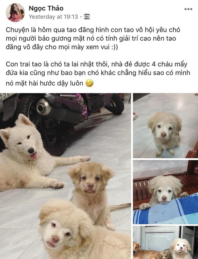 Ch&uacute; ch&oacute; v&agrave;ng trong l&agrave;ng giải tr&iacute;: Gương mặt tếu t&aacute;o chỉ nh&igrave;n th&ocirc;i đ&atilde; muốn cười! - Ảnh 1.