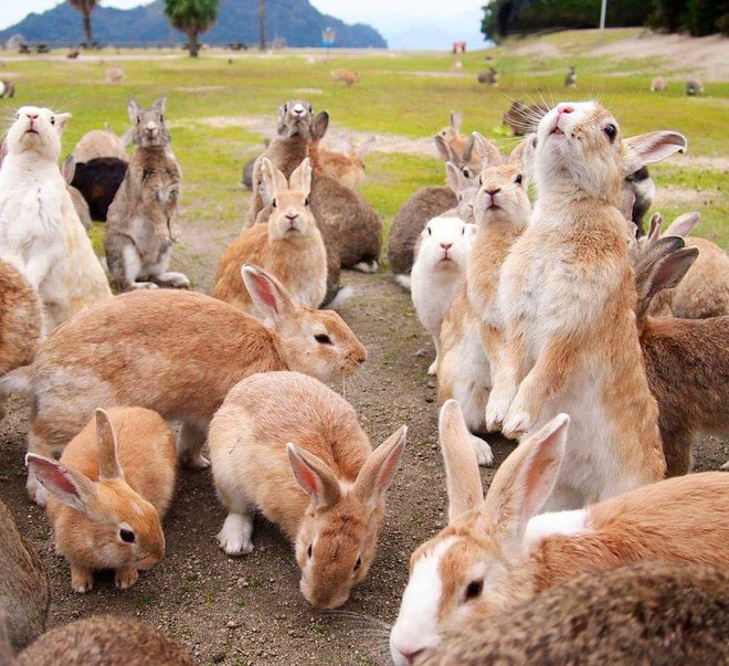 Góc đáng yêu: Hòn đảo thỏ nhiều hơn người ở Nhật Bản, nhìn thôi cũng đã muốn chết chìm vì sự cute  - Ảnh 1.