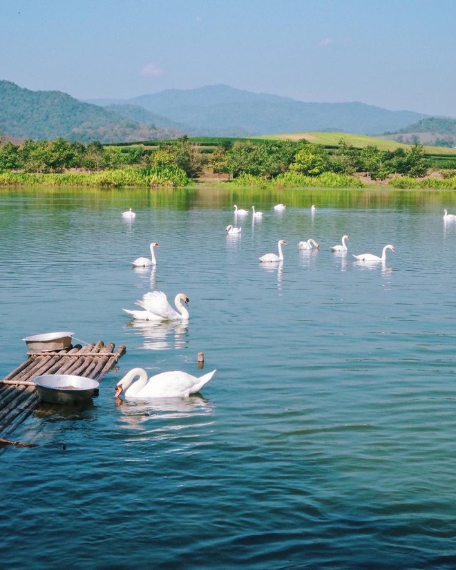 Đã tìm ra toạ độ của trang trại đẹp tựa trời Âu khiến giới trẻ thi nhau đến check-in rần rần - Ảnh 8.