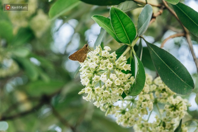 Không chỉ biến hạ thành đông, Hà Nội còn gọi cả hàng cây hoa sữa bung nở khắp phố dù trái mùa - Ảnh 6.