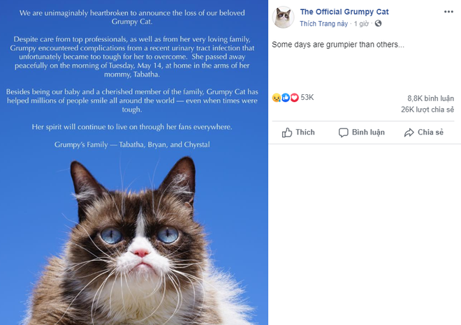 Grumpy Cat - cô mèo cáu kỉnh nhất thế giới với hơn 8 triệu người theo dõi đã qua đời - Ảnh 3.