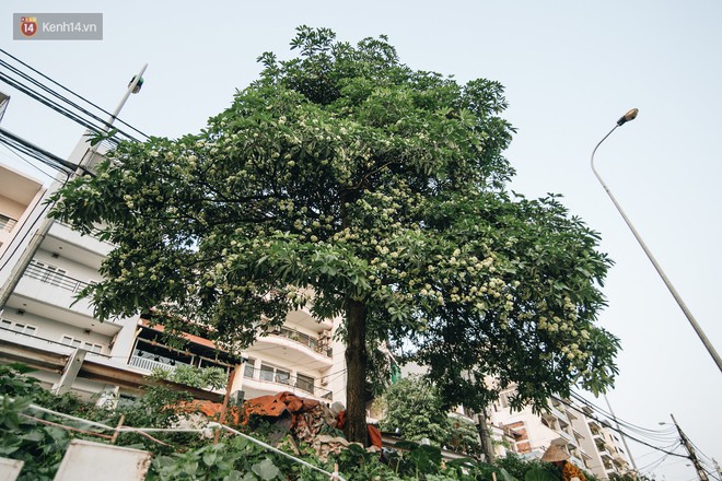 Không chỉ biến hạ thành đông, Hà Nội còn gọi cả hàng cây hoa sữa bung nở khắp phố dù trái mùa - Ảnh 3.