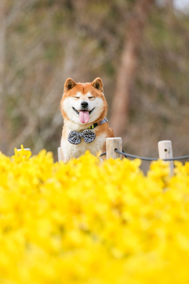 Tan chảy trước hình ảnh dễ thương của chú chó Shiba yêu hoa cỏ - Ảnh 11.
