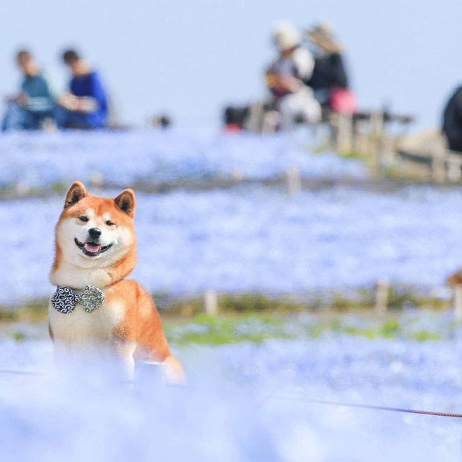 Tan chảy trước hình ảnh dễ thương của chú chó Shiba yêu hoa cỏ - Ảnh 12.